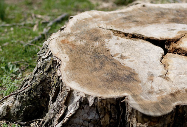stump grinding Monona wi